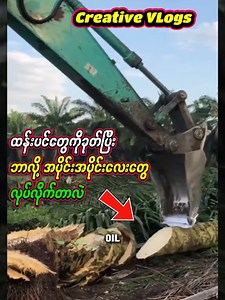 647K views · 3.2K reactions | ဆီအုန်းပင်တွေကို ဒီလိုကရိန်းနဲ့ အပိုင်းသေသေးလေးတွေဖြစ်သွားတဲ့အထိ ခုတ်ဖြတ်ပစ်ကြတဲ့အကြောင်းအရင်းကတော့ ... Why Chipping Palm Tree #reaction #reactionvideo #palmtrees #harvest #trees | Creative Vlogs | Facebook