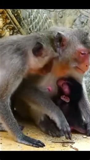 Monkey species: The mother monkey refused to give milk, so the grandmother had to intervene.