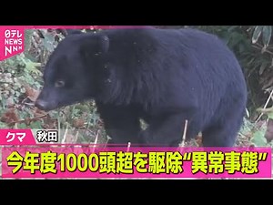 【クマ】秋田で今年度1000頭超を駆除“異常事態”も ── 社会ニュースまとめ （日テレNEWS LIVE）