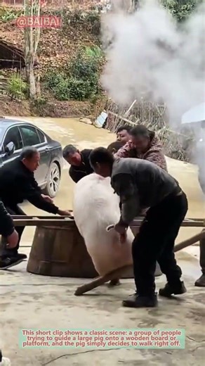 How to Move a Pig Safely: Traditional Farm Hack