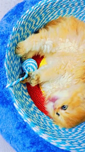 #萌宠小狗 #我的养宠日记 #猫狗大战 🐾小窝是彩虹糖罐🌈，黑毛球守着橘绒团。萌化了时光✨，治愈力超标！