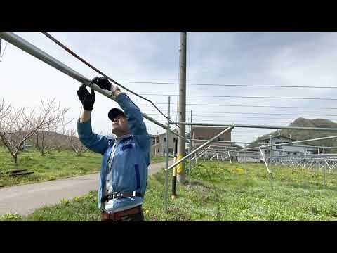 ぶどう棚のワイヤー張り