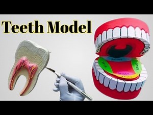 Mouth -teeth model 3d project|diy at home|biology project #diy #art