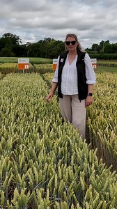 🎶 KWS Flute: Bolstering the Group 3 line-up, KWS Flute brings the resilience northern growers need to tap into soft wheat contracts. 📍 Your soft wheat choice for the North! 👉 Learn more: https://ow.ly/bx5I50Woe4Z | KWS UK