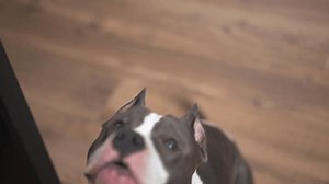 clip-3660797235-energetic-playful-dog-eagerly-awaits-attention-owner