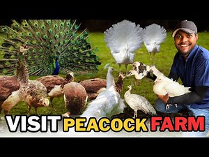 Visit Peacock Farm 🦚 | Beautiful Peacocks & Rare Breeds | Farm Tour