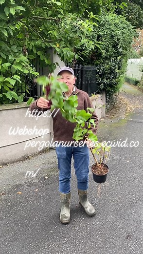 Himalayan Honeysuckle is a tough shrub that thrives on total and utter neglect. Flowers white and wine in summer loved by bees and pollinators,followed by purple berries in autumn loved by pheasants and blackbirds ! Plant time is from now ,available in webshop https://pergolanurseries.ecwid.com ALL IRELAND DELIVERY Pergola Nurseries Garden Corner Virginia,Co Cavan A gardeners oasis of quality plants Open Tues-Sat 10.30-6 Open Sun 2-6 #toughshrubs #plantsforbees #plantsforbirds #berriesforbirds |