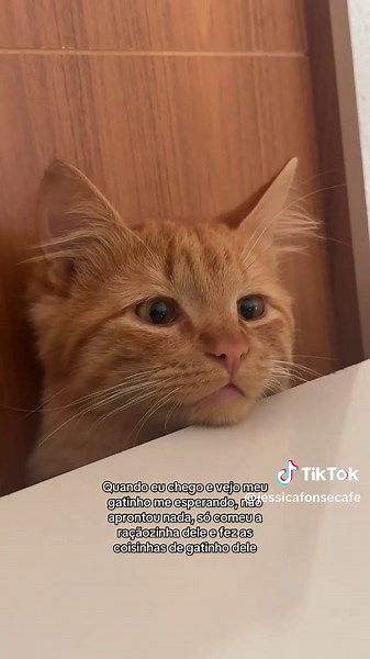 #gato #gatostiktok | gato