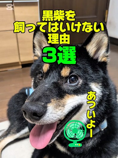 黒柴を家族に迎える前に知っておくべきこと