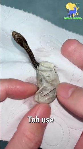 जब एक छोटा साँप अंडे से निकलता है Toh 😱🐍#saap #snake #facts #animals