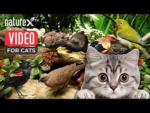 Dancing and flying bird videos for cats to watch no ads 🐥 NatureX TV for CAT