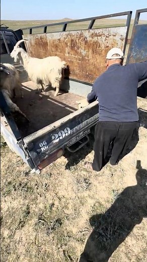 Goats Giving Birth in the Field 🐐