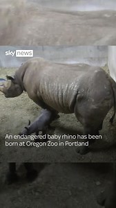 An eastern black rhino has given birth at Oregon Zoo, Portland US🦏 The species of rhino is classed as critically endangered. Oregon Zoo have said they’re “really excited” about the new edition. #zoo #rhino #endangered | Sky News