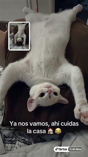 #chistoso #cat #humor