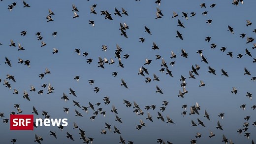 Vogelzug: Milliarden Vögel auf dem Weg in den Süden