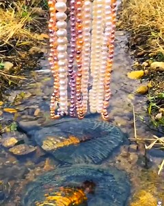 Super Wonderful Pearls Harvesting!!! | সুপার Fancy Life Fashion House | Facebook