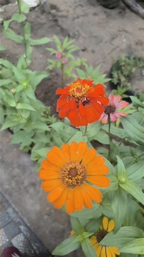 my garden #viralshort #garden #home #colors #myspace #mygarden