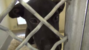 3.4K views · 373 reactions | RESCUED - moved to SAFE Album 07/14...