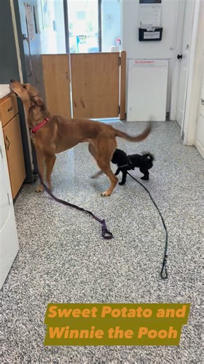 Sweet Potato and Winnie the Pooh had a little meet and greet this morning. ❤️ | Charlotte County SPCA (New Brunswick)