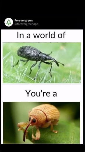 What Weevil are You?