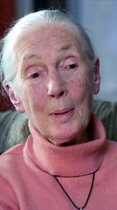 15K views · 1.8K reactions | Celebrate Dr. Goodall's living legacy as scientist, activist and changemaker this Earth Day, April 22nd, with the premiere of 'Jane: The Hope' at 9/8c created in partnership with JGI on @natgeochannel ! | the Jane Goodall Institute | Facebook