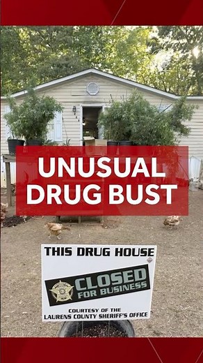 Welfare check leads deputies to find 1000+ chickens in 'drug house'