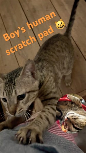 Live scratchpad for boy