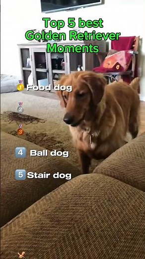 Funniest & Cutest Golden Retriever Moments Ever 🐾😂💛