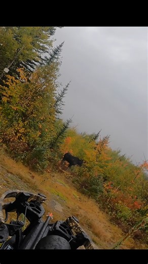 face to face mosse hunting with special bow#archery#bowhunt# chaase#hunting#moose#deer