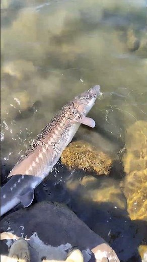 Daniel's Sturgeon on the Cowlitz River 9.20.25