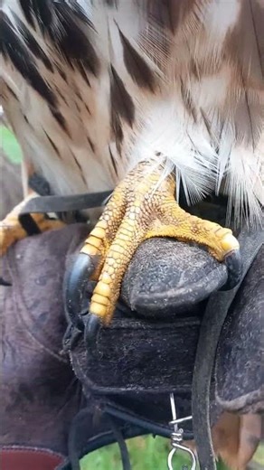 POWERFUL RED TAILED HAWK TALONS
