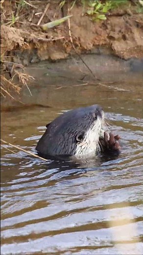 Cape Clawless Otter MalaMala Game Reserve in South Africa #wildlife #animalshorts #africa #otter