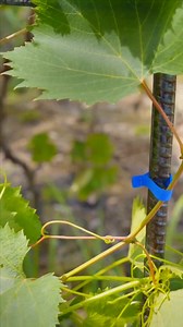 250K views · 890 reactions |  Gardening gets easier with this adjustable plant tying machine. Neat, quick, and secure—plants grow strong while saving time and effort. ✂️  Find it at https://temu.to/m/gxb3ojjzk6k or with this code fdm5594. #Temu #TemuFinds #GardenTools | Temu | Facebook