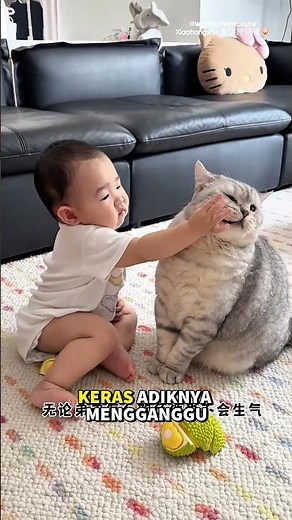 Milo is not just a cat but part of the family🥰 #smartcat #milocat