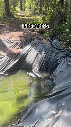 Our future stock pond and natural swimming hole is dug, lined, & filled! Now we just need to finish landscaping, and after a water test, we can get some fish!!!! 🐟 🎣 Comment all your native Florida pond fish and plant advice! We live in Zone 9b! #stockpond #diy #balkcomhomestead #thebalkcomhomestead #homesteadlife #homesteadjourneys #futurehomestead #selfsufficient #homestead #selfsufficientliving #swimminghole #laboroflove #floridahomestead