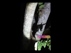 DEKETIN KUNTILANAK JARAK 1 METER DI BUKIT WATU DODOL BANYUWANGI |EXPLORE HERU MICHU