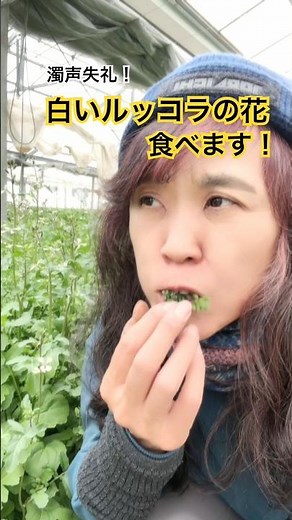 白いルッコラの花を食べます！ルッコラの花ってこんなのです！さてさて、お味は？#ハーブ番長 #ハーブ農家 #ルッコラの花