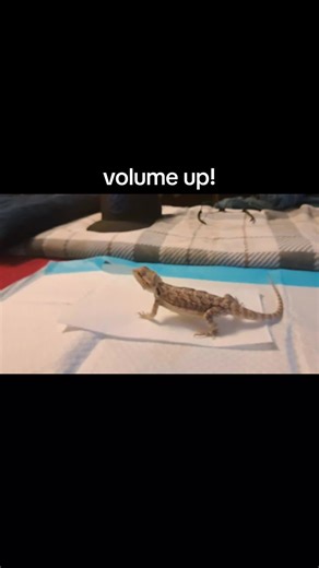 Understanding Bearded Dragon Behavior: Poop and Farts