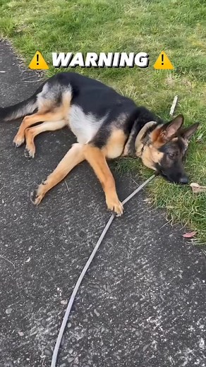 Stubborn german Shepherd 🐶 | Bear The German Shepherd