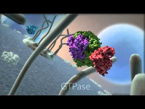 Protein Export Through the Nuclear Pore Complex
