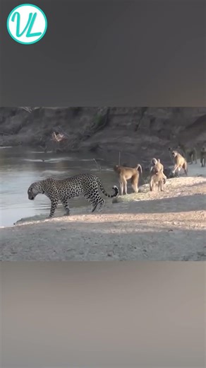 Gorillas And Chimps Battling Each Other And Other Animals