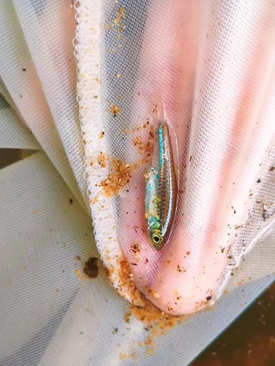 6.4K views · 71 reactions | 路过Cryptocoryne X decus-silvae 的产地就进去走走看看...