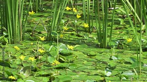 Close-up of Nymphoides peltata (Water fringe yellow floatingheart) in a pond in Summer
