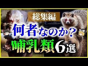 【ゆっくり解説】【総集編】未だ謎が多い…何者なのか？「哺乳類」6選を解説/クマ、タヌキ、カバ、パンダ、チンパンジー、ハダカデバネズミ【睡眠用】【作業用】