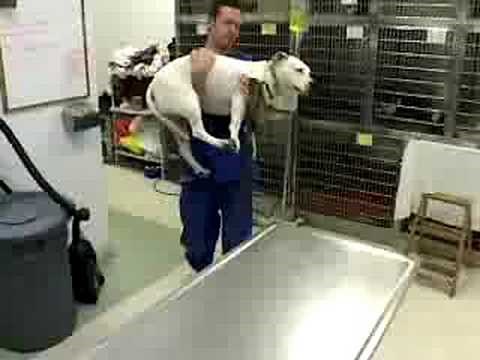 A Day in the Life - Veterinarian Technician