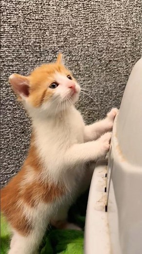 Two cute kittens