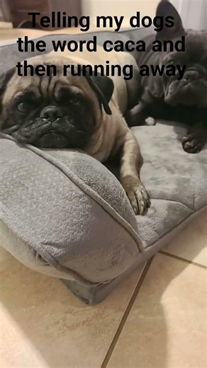 telling my dogs the word caca
