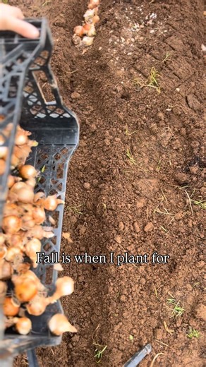 In the midst of digging up dahlias for our tuber sale, I’m also in full ‘spring planting mode’ so our farm can have early blooms…. and thousands of them! Ranunculus, daffodils and peonies are high on the list this year but I’ll also be doing a large amount of sweet peas, pansies, snapdragons, anemones, and other spring bulbs and hardy annuals to create well rounded bouquets once spring rolls around! Everything is planted slightly differently and depends on climate but tulips and daffodils are pl