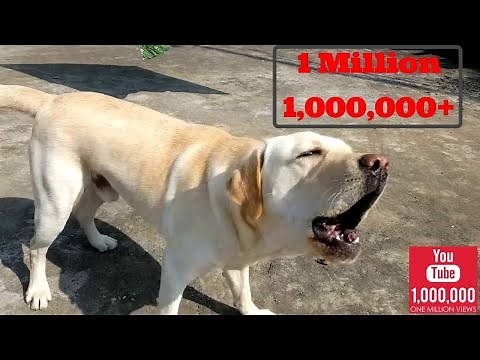 Labrador dog barking hardcore