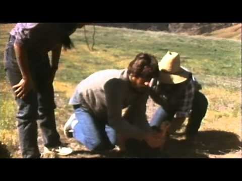 Capture of AC-9, The Last Wild Condor